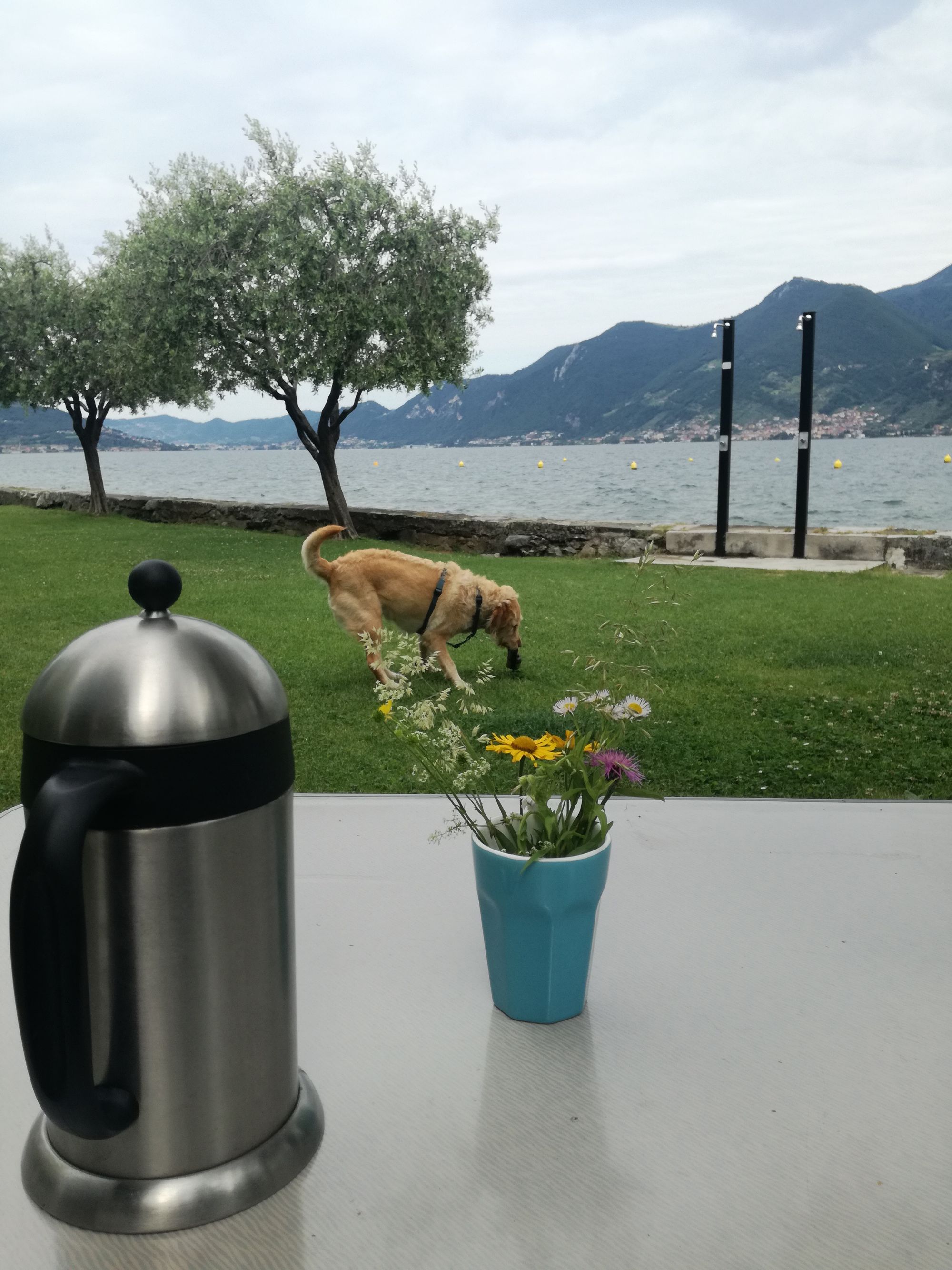 Blick auf Campingtisch mit Kaffekanne und Blumen, dahinter spielt ein Hund vor dem Seepanorama.