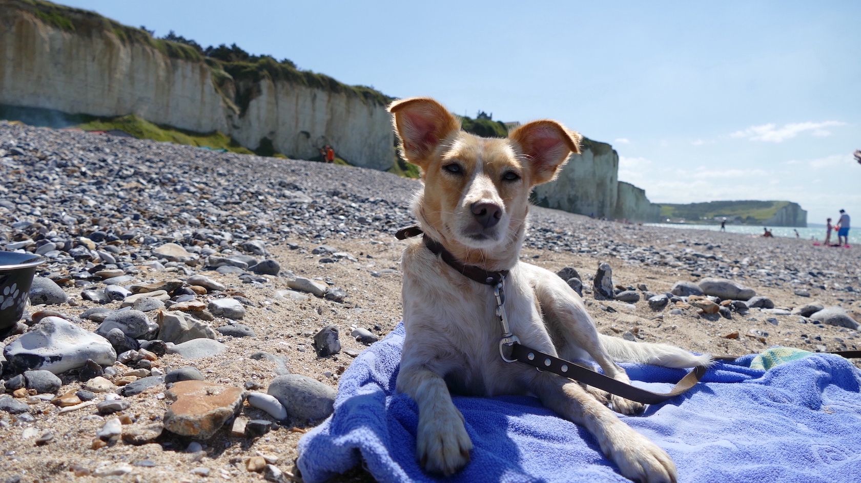 Hund auf einem Handtuch am Strand in der Normandie.